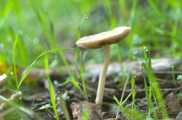 Una seta entre la hierba