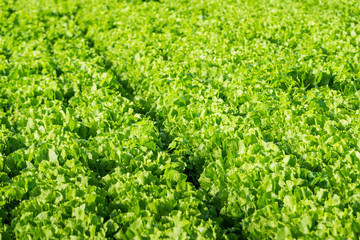 Endive plants in the field from close