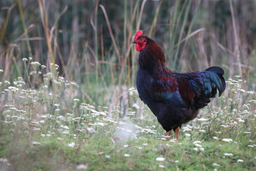 Beautiful rooster in the meadow