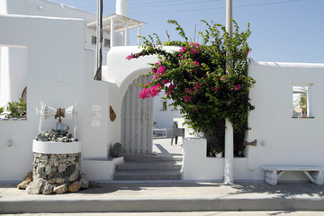 purple bougainvillea in greek village © kamikor