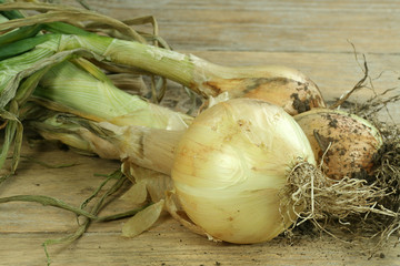 organic onions