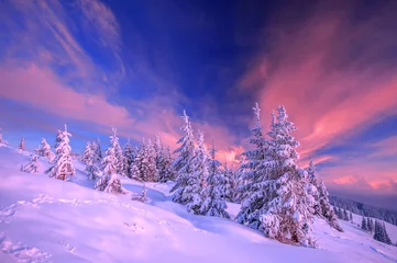 Zelfklevend Fotobehang Bomen © Ivan Kmit