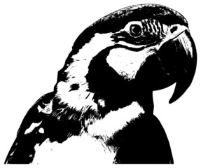 parrot illustration on white background