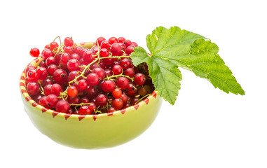 Red currant