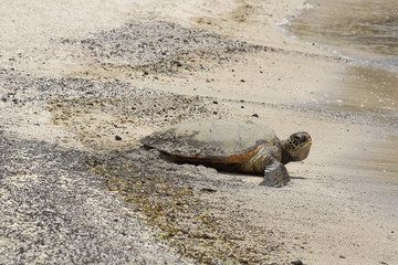 Fototapeta premium Beautiful endangered green sea turtle