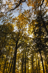 Autumn in forest, Germany