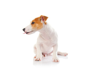 Jack russell terrier