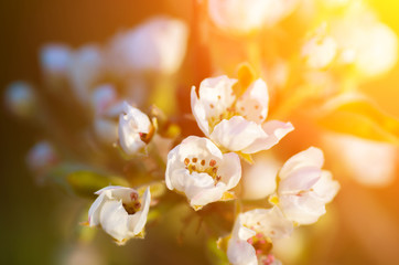 Delicate flowers of apple and soft Backlit sunlight.