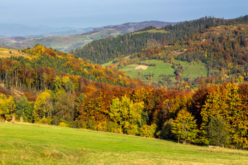 trees on autumn meadow in mountains