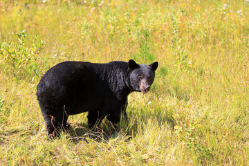 Schwarzbär