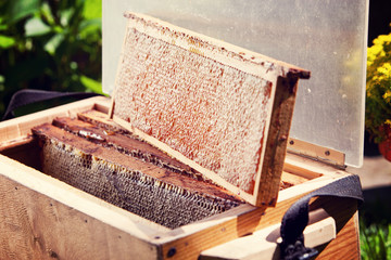 Taking honey out of the beehive. Fresh summer honey