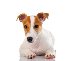 Jack russell terrier