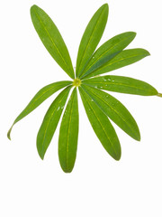 wet green leaf