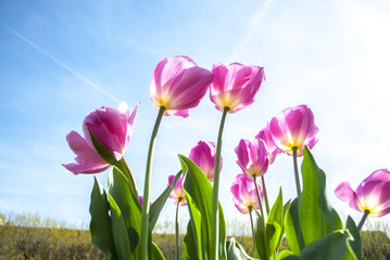 Tulip in Jardin du Luxembourg - Paris, France