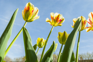 Tulips in Jardin du Luxembourg - Paris, France