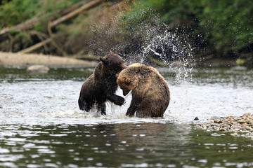 Grizzlys