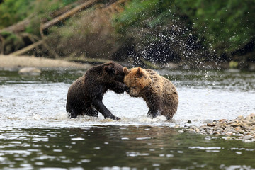 Obraz premium Grizzlys