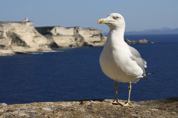 Seagull in front of a cliff coast
