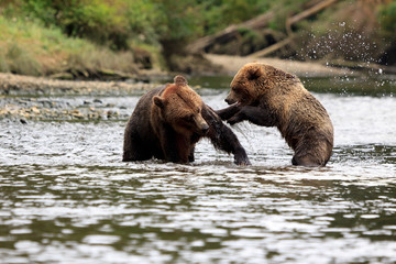 Obraz premium Grizzlys