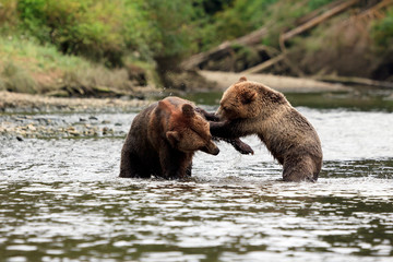 Grizzlys