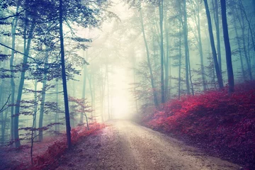 Foto op Plexiglas Vintage magische bosweg © robsonphoto