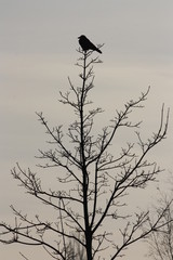 lonely raven up on a tree