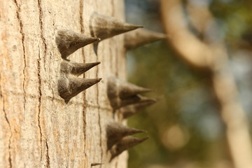 Close-Up Ceiba - tree with thick conical thorns