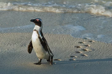 Plexiglas foto achterwand Afrikaanse pinguïn (spheniscus demersus) met voetafdruk op zand. © Uryadnikov Sergey
