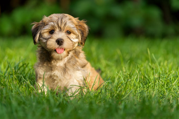 Naklejka na ściany i meble Happy little havanese puppy dog is sitting in the grass