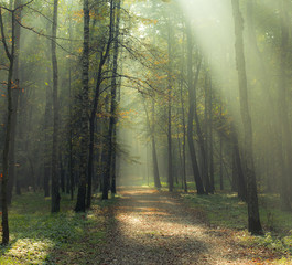 Jesienny las © Zbyszek Nowak