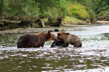 Grizzlys