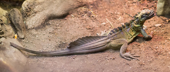 Fototapeta premium Philippine Sailfin Lizard