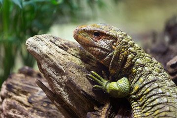 Fototapeta premium Northern Caiman Lizard