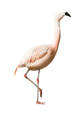Full Length of Chilean flamingo (Phoenicopterus chilensis)