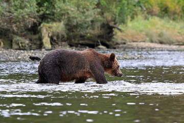 Grizzlybär