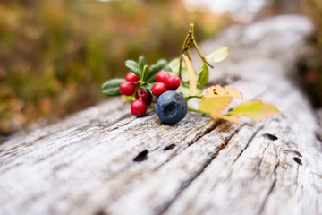 Heidelbeere und Preiselbeeren auf Holzstamm
