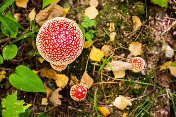 Fly agarics in the autumn forest.