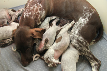 German Shorthaired Pointer puppies © Studio Porto Sabbia