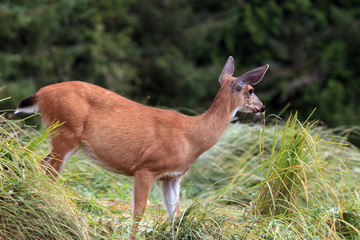  Maultierhirsch