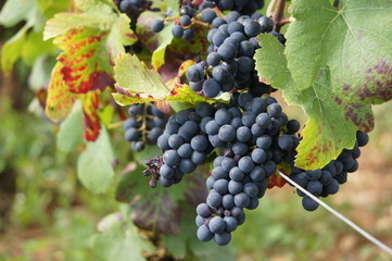 Fototapeta premium Grappe de raisins