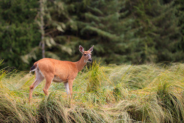Maultierhirsch