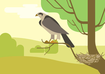 Hawk eagle tree branch nest flat cartoon vector wild animal bird