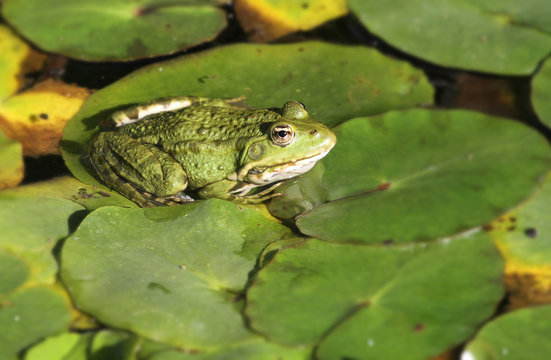 Kleiner Teichfrosch