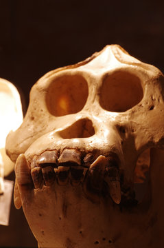 orangutan skull
