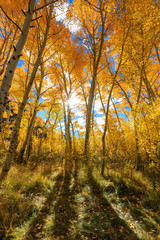 Backlight, Bishop, Autumn, Fall Color