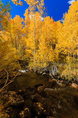 Bishop, Autumn, Fall Color