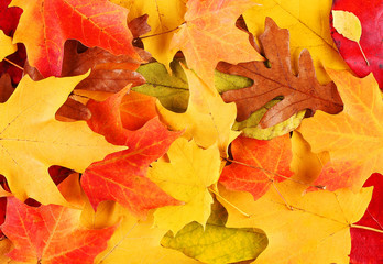 Autumn Leaves. Fall Background