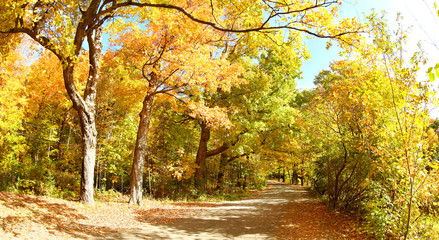 Yellow autumn trees in the park