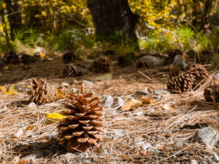 Big pines around