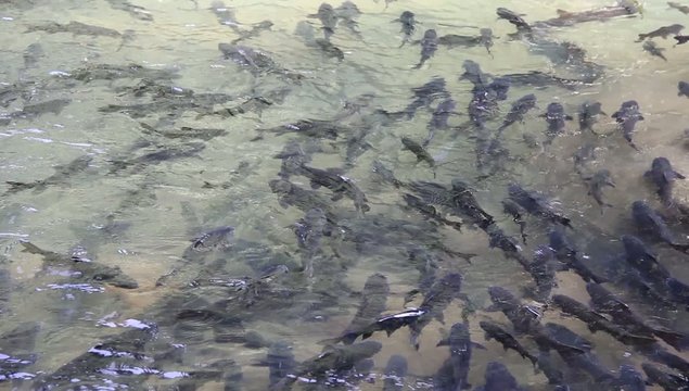 Fish in clear waterfall (mahseer barb),thailand.